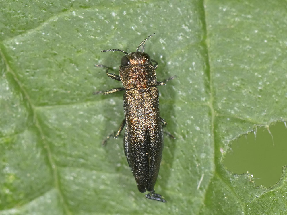 Agrilus (Rosagrilus) viridicaerulans ssp. rubi